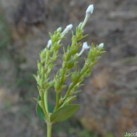 Knoxia spicata (Thwaites ex Trimen) Ridsdale